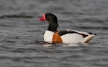 Bergeend _Maart 2012_01
